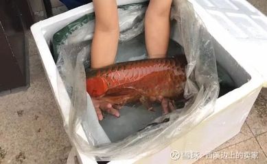 潮汕所說的龍魚：潮汕地區(qū)的“龍魚”