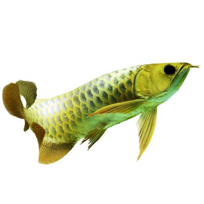 手繪金龍魚(yú)：手繪金龍魚(yú)是一項(xiàng)需要細(xì)致觀察和精湛技藝的藝術(shù)活動(dòng) 龍魚(yú)百科 第1張