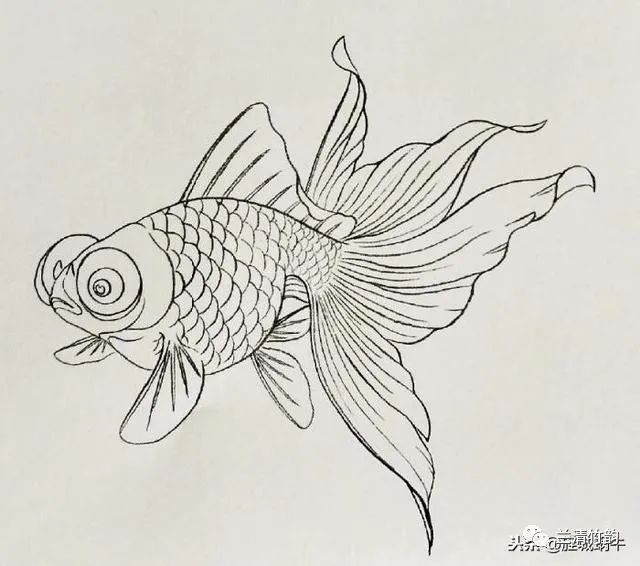 金龍魚(yú)怎樣畫(huà)簡(jiǎn)單又漂亮：簡(jiǎn)單又漂亮的金龍魚(yú)畫(huà)法 龍魚(yú)百科 第2張