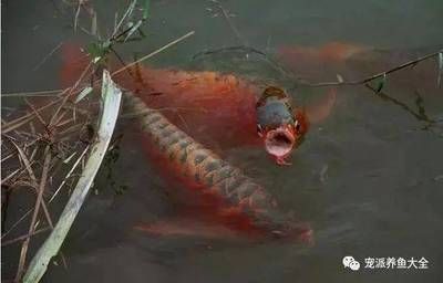 龍魚漲肚子怎么治療最有效：龍魚漲肚子怎么辦 龍魚百科 第1張