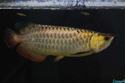 好的金龍魚(yú)怎么選品種：如何挑選金龍魚(yú) 龍魚(yú)百科 第3張