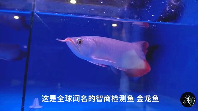 養(yǎng)殖龍魚賺錢嗎現(xiàn)在還能養(yǎng)嗎知乎：養(yǎng)殖龍魚賺錢嗎 龍魚百科 第1張