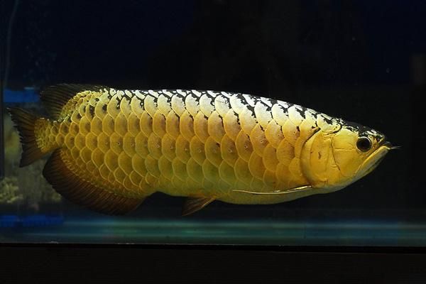 金龍魚活體百度百科：金龍魚怎么養(yǎng)？ 龍魚百科 第3張