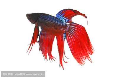 白色金龍魚(yú)的樣子怎么畫(huà)：白色金龍魚(yú)的畫(huà)法及染色 龍魚(yú)百科 第3張