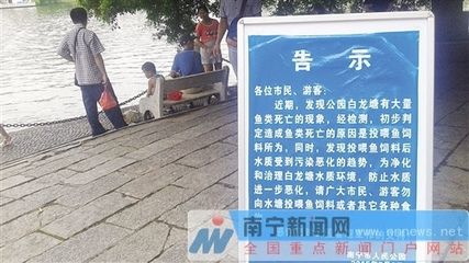 大白龍魚飼料：關(guān)于大白龍魚飼料的一些信息 龍魚百科 第2張