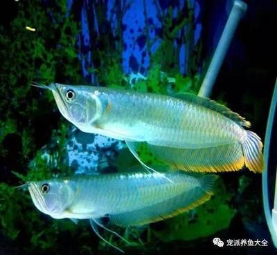 龍魚(yú)用土霉素連續(xù)用幾次：龍魚(yú)使用土霉素的頻率取決于其使用的用途和土霉素的用法 龍魚(yú)百科 第2張