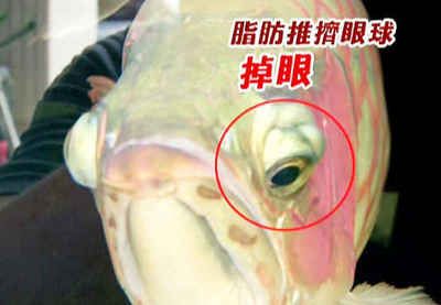 防龍魚掉眼球原理：如何防止龍魚掉眼球