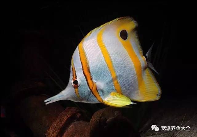 火箭魚和龍魚混養(yǎng)可以嗎：火箭魚和龍魚可以混養(yǎng)嗎