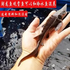 新鮮龍魚須怎么清洗干凈：如何清洗新鮮龍魚須 龍魚百科 第1張