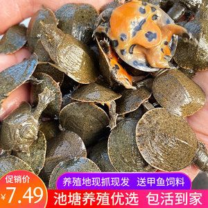 小龍魚怎么養(yǎng)活的快：小龍魚的快速養(yǎng)護方法 龍魚百科 第2張