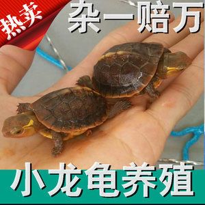 小龍魚怎么養(yǎng)活的快：小龍魚的快速養(yǎng)護方法 龍魚百科 第1張