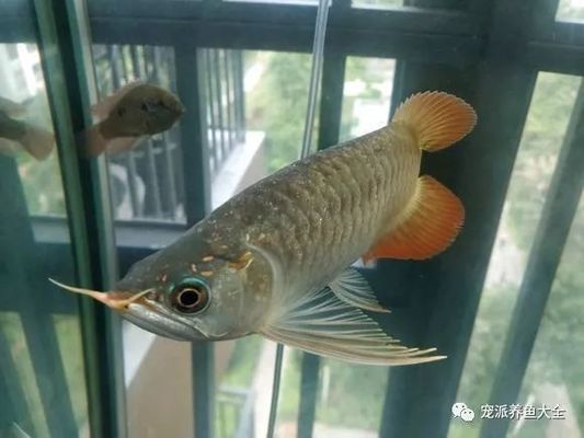 紅龍魚(yú)鱗片上有小洞是什么：紅龍魚(yú)鱗片上有小洞是什么原因