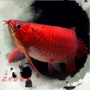 帝王紅龍魚品質(zhì)好不好養(yǎng)：帝王紅龍魚發(fā)色最快要到一年半