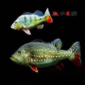 帝王紅龍魚品質(zhì)好不好養(yǎng)：帝王紅龍魚發(fā)色最快要到一年半