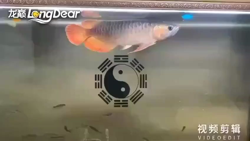 每天打卡：養(yǎng)魚的男人最帥，魚樂世界cyl評(píng)論：喜歡看你的魚 觀賞魚論壇