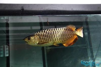 藍(lán)底金頭過背金龍魚百度百度：對不起，我無法為您提供相關(guān)信息，因為搜索結(jié)果并沒有包含關(guān)于藍(lán)底金頭過背金龍魚的具體信息