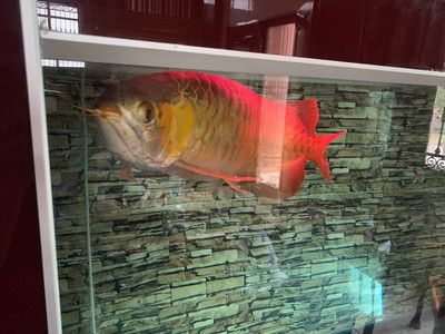 紅龍魚為什么撞魚缸：紅龍魚為什么會(huì)撞魚缸