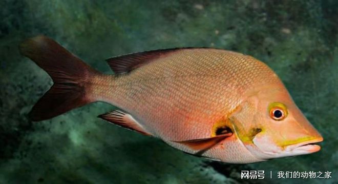 什么龍魚(yú)最好：如何挑選龍魚(yú) 龍魚(yú)百科 第2張