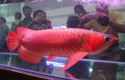 天價紅龍魚500萬：新加坡國際魚展紅龍魚市場價格紅龍魚價格多少錢一條