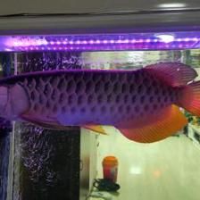 40公分金龍魚要養(yǎng)幾年才能長大：40公分的金龍魚要養(yǎng)幾年才能長大