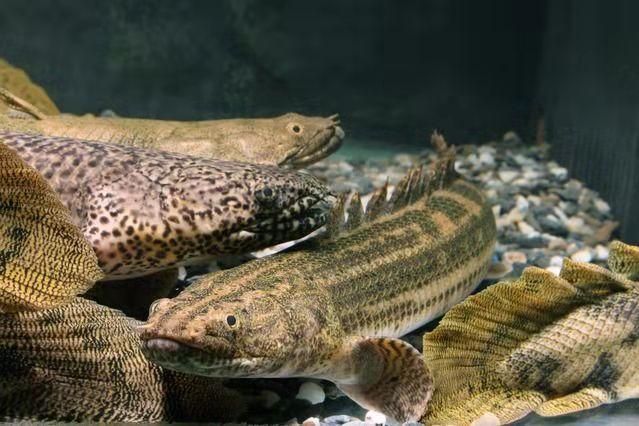 龍魚浮水面是不是缺氧引起的：龍魚浮水面并不一定都是由缺氧引起的