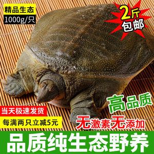 龍魚(yú)吃甲魚(yú)的好處有哪些：龍魚(yú)吃甲魚(yú)的好處