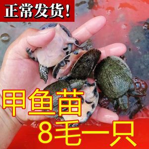 龍魚(yú)吃甲魚(yú)的好處有哪些：龍魚(yú)吃甲魚(yú)的好處