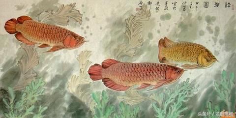 一條龍魚(yú)配幾條魚(yú)：一條龍魚(yú)可以配一到兩條飛鳳魚(yú)、三條鸚鵡魚(yú)或一條虎魚(yú)