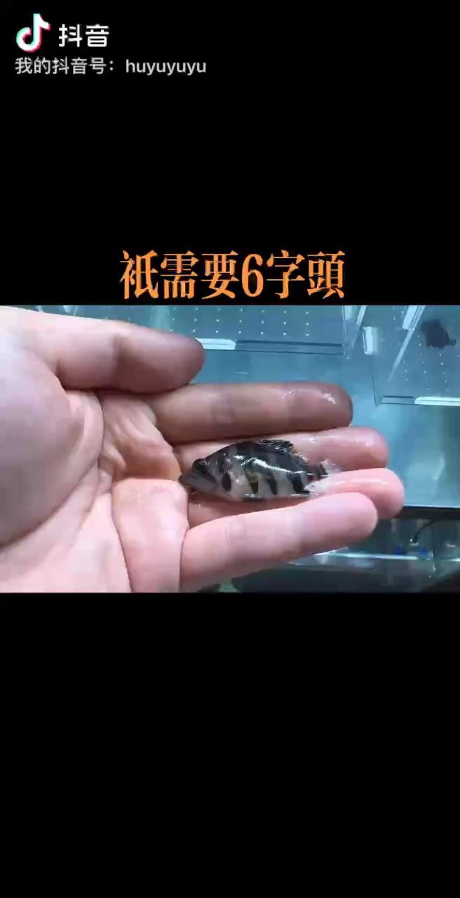 學(xué)房地產(chǎn)做個虎魚廣告哈哈哈哈：什么時候才能成為虎魚大佬呢 觀賞魚論壇