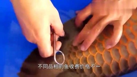 金龍魚手術(shù)多少錢能做：金龍魚美容手術(shù)多少錢