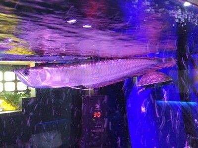 金龍魚水族館北一路：關(guān)于“金龍魚水族館北一路”的信息