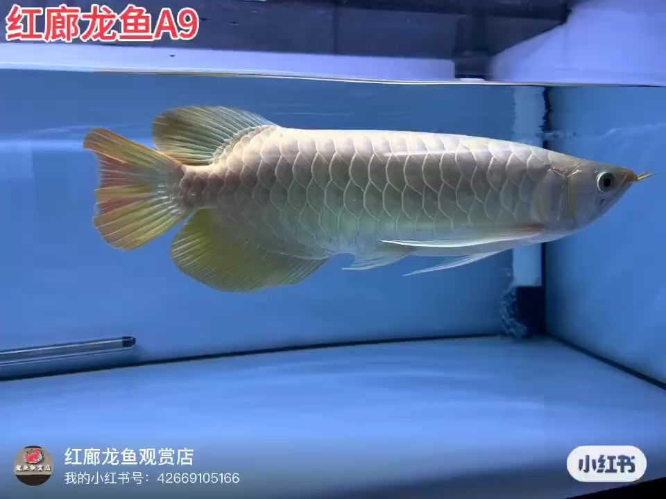 大湖龍魚：大胸怪,吃粽子不想剝粽葉 觀賞魚論壇