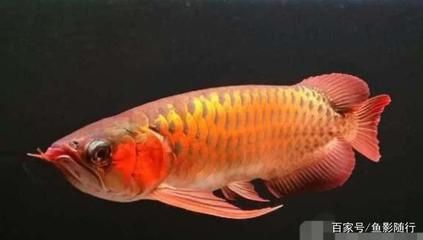 好的金龍魚(yú)的品相是什么：如何挑選一只好的金龍魚(yú) 龍魚(yú)百科 第1張