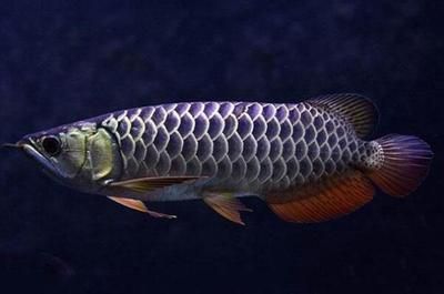 龍魚最愛吃的食物是什么：龍魚是一種肉食性魚類，它們的飲食習(xí)性主要以動物為主 龍魚百科 第2張