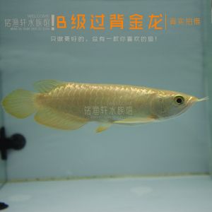 觀賞魚金龍魚批發(fā)：中國最早一批做進口龍魚的公司之一金龍魚批發(fā)商地址