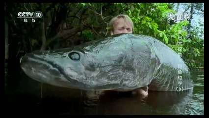 巨骨舌魚(yú)吃龍魚(yú)嗎：巨骨舌魚(yú)和龍魚(yú)之間的關(guān)系， 龍魚(yú)百科 第1張