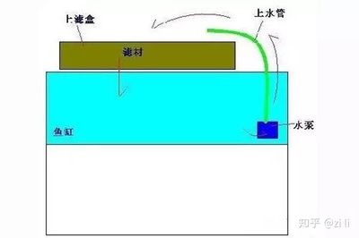 養(yǎng)龍魚濾材多久換一次好：養(yǎng)龍魚濾材更換頻率