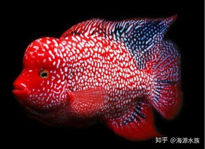 和龍魚(yú)長(zhǎng)的像的魚(yú)是什么魚(yú)：皇帶魚(yú)中體型最大的屬鯡王皇帶魚(yú)