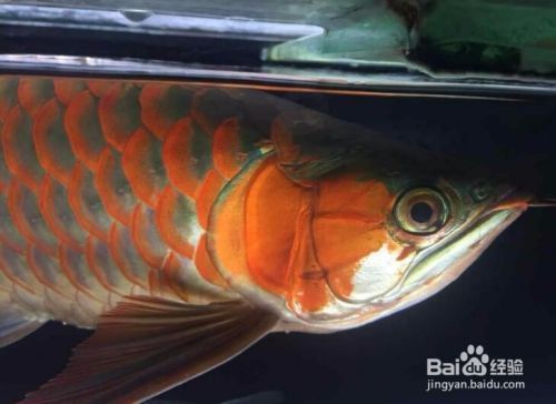 10cm紅龍魚(yú)魚(yú)苗價(jià)格多少一條合適：紅龍魚(yú)魚(yú)苗價(jià)格多少錢一條 龍魚(yú)百科 第2張