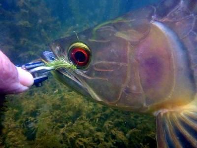 龍魚工坊魚竿：龍魚工坊生產(chǎn)的魚竿在阿里巴巴上有銷售 龍魚百科 第3張