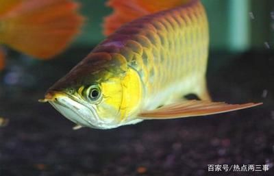 養(yǎng)龍魚一般養(yǎng)幾條好：養(yǎng)龍魚一般養(yǎng)幾條好，養(yǎng)幾條好 龍魚百科 第3張