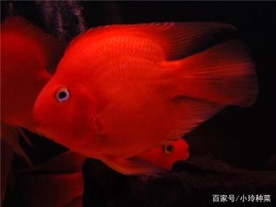 龍魚和鸚鵡魚混養(yǎng)多長(zhǎng)時(shí)間喂一回：龍魚和鸚鵡魚混養(yǎng)多長(zhǎng)時(shí)間喂一次 龍魚百科 第3張