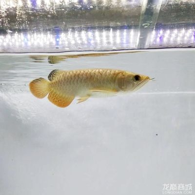 金龍魚20厘米：20厘米的金龍魚一天需喂食多少大麥蟲取決于具體情況