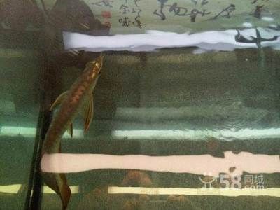 過(guò)背金龍魚(yú)幼魚(yú)怎么養(yǎng)：過(guò)背金龍魚(yú)幼魚(yú)的飼養(yǎng)方法