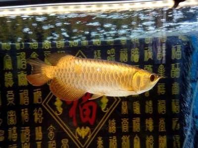 觀賞魚進口祥龍魚場：馬來西亞祥龍魚場