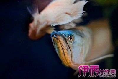 龍魚浮面是什么情況：如果您的龍魚出現(xiàn)浮面的現(xiàn)象，龍魚浮面是什么情況