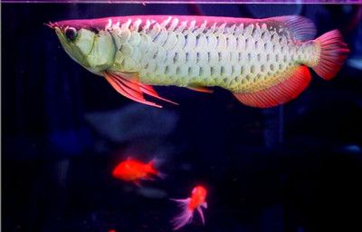 金龍魚(yú)雌雄同體好不好：金龍魚(yú)的雌雄同體使得性別鑒別變得相當(dāng)困難，金龍魚(yú)雌雄同體好不好 龍魚(yú)百科 第2張