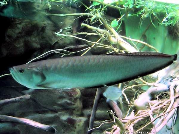 巨骨舌魚(yú)和龍魚(yú)的區(qū)別在哪：巨骨舌魚(yú)和龍魚(yú)有什么區(qū)別？ 龍魚(yú)百科 第2張