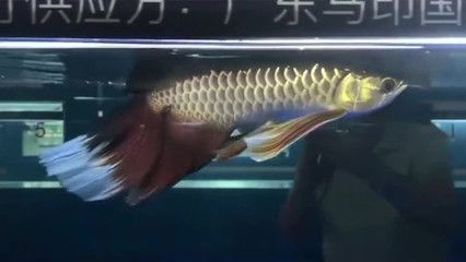 變異鳳凰龍魚：變異鳳凰龍魚是一種罕見的魚類品種