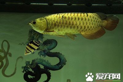 怎么簡單畫龍魚：如何防止龍魚混養(yǎng)打架 龍魚百科